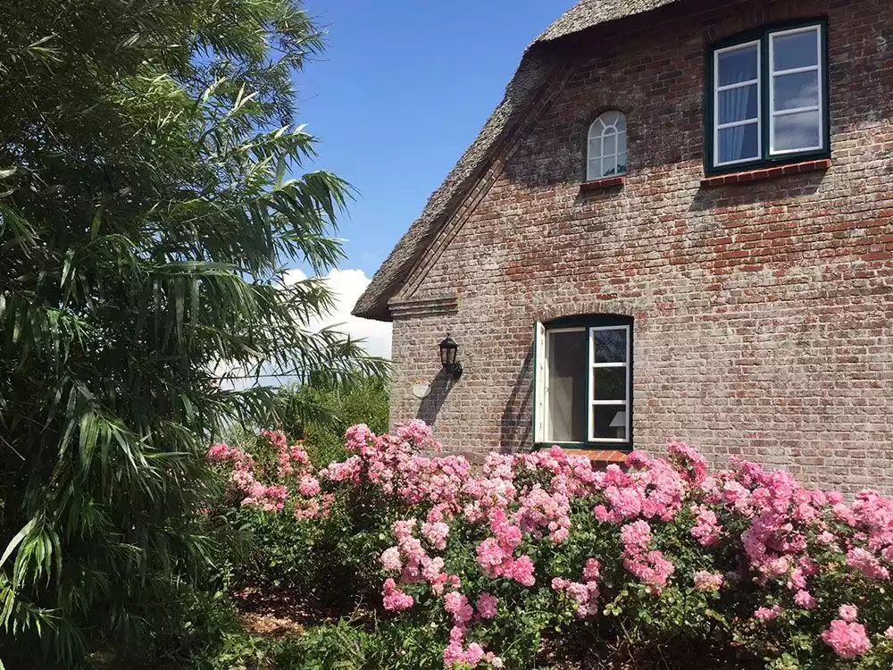 Nahaufnahme der Hausseite des Ferienhauses auf Pellworm mit blühender Rosenhecke