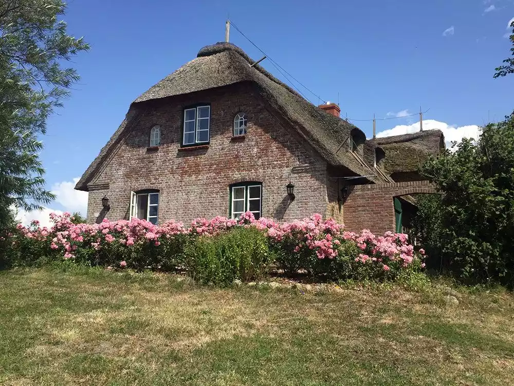 Seitenblick auf das Reetdach-Ferienhaus auf Pellworm in Warftlage mit blühenden Rosen und Sprossenfenstern