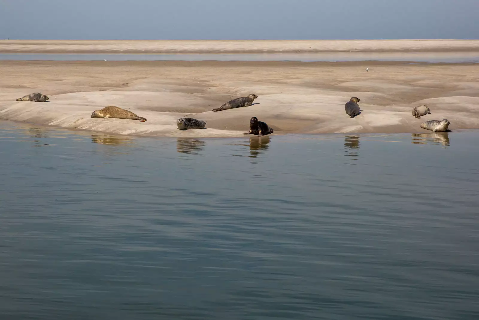 Pellworm Ausflüge per Schiff zu den Seehundsbänken