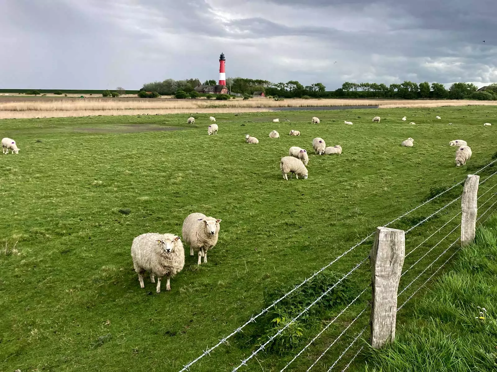 Insel Pellworm mit Leuchtturm am Deich und vielen Schafen