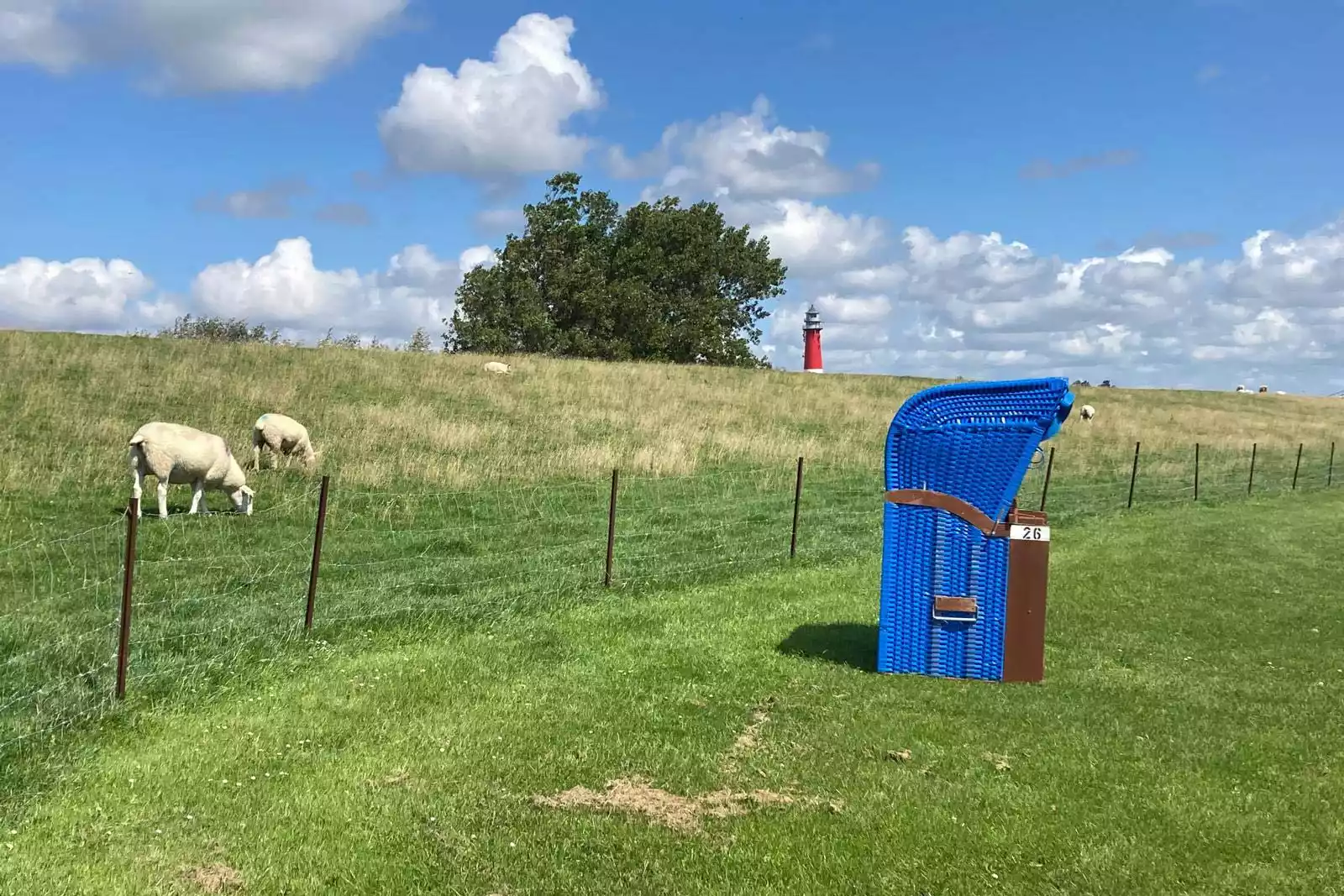 Grüner Deich mit einem leeren Strandkorb in der Sonne und Schafe dahinter
