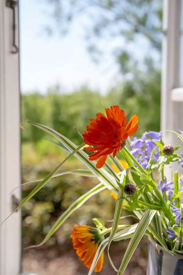 Blick aus dem Fenster der Ferienwohnung auf den Garten auf Pellworm mit Blumenstrauß in einer Vase im Vordergrund